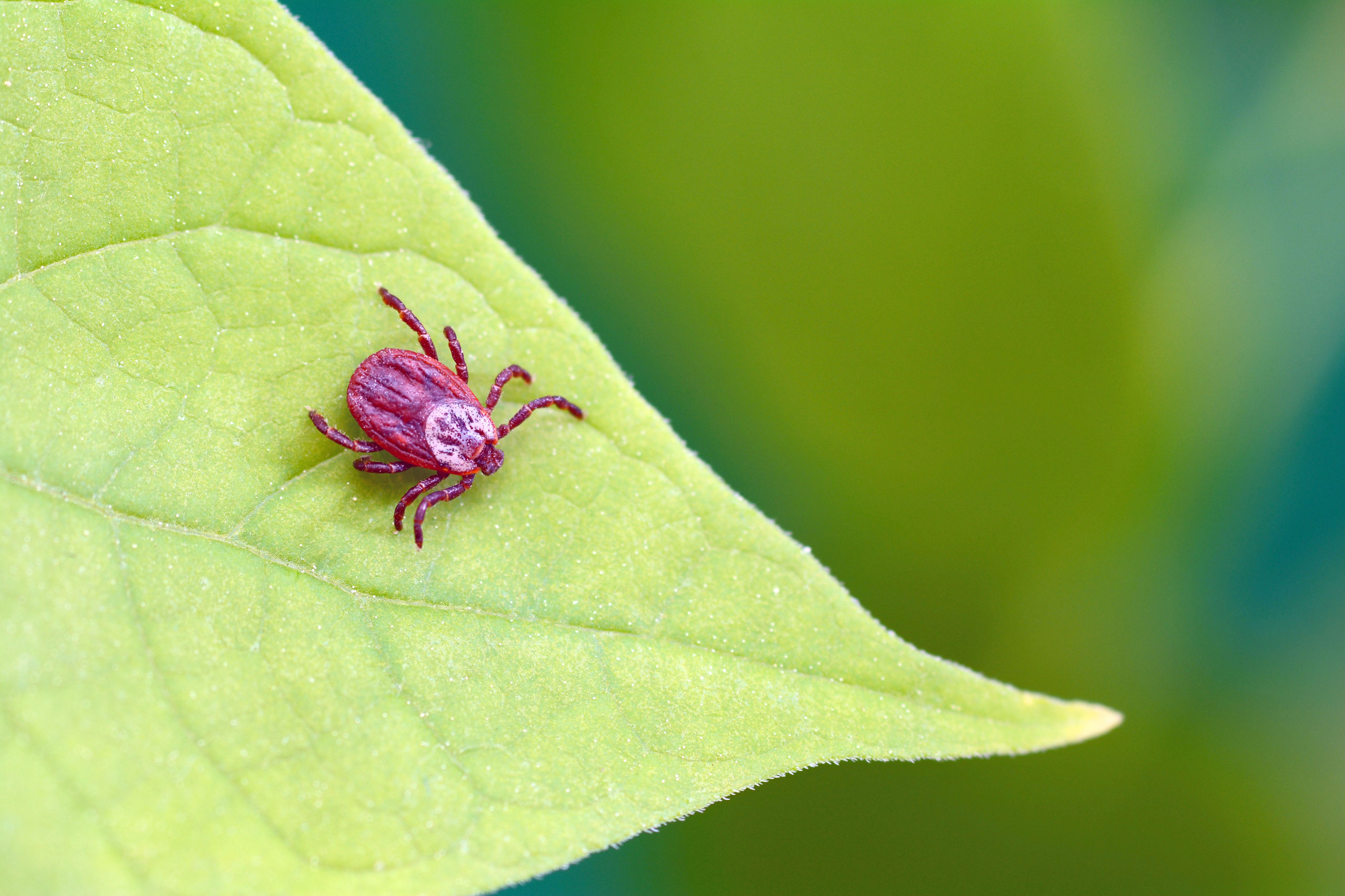 allcon-ratgeber-milben-zecke-blatt